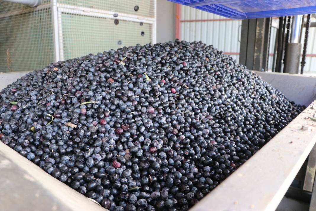 Hasadın bitmesine bir ay kaldı: Günde 105 ton ürün sıkıldı 3